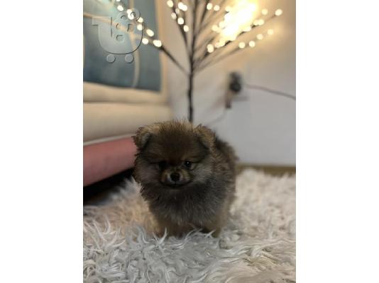 Pomeranian, μινιατούρες κουτάβια